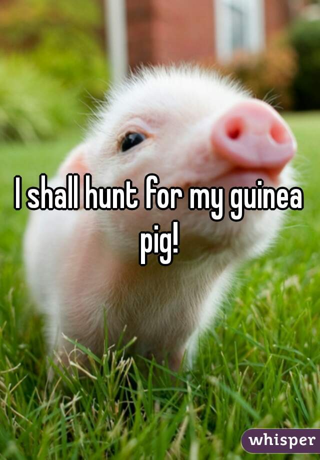 I shall hunt for my guinea pig! 