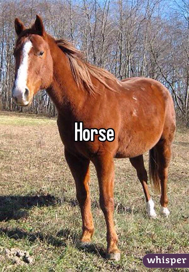 Horse