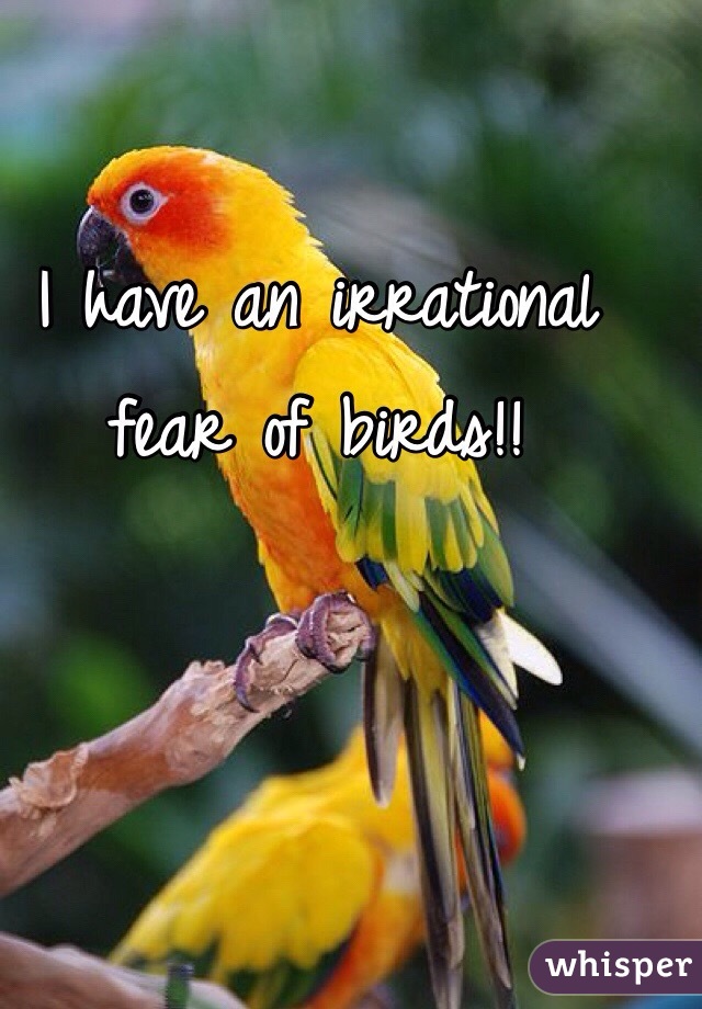 I have an irrational fear of birds!!