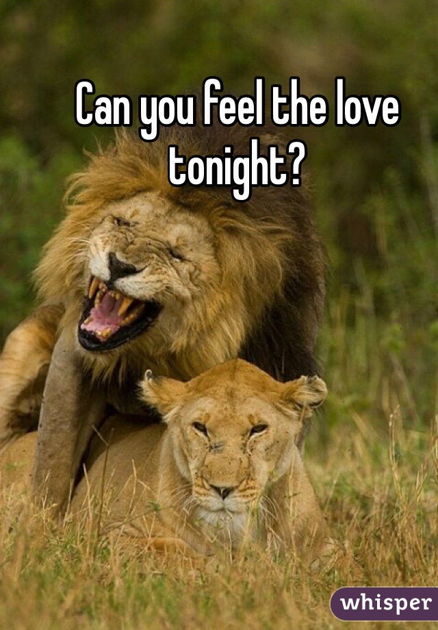 Can you feel the love tonight?