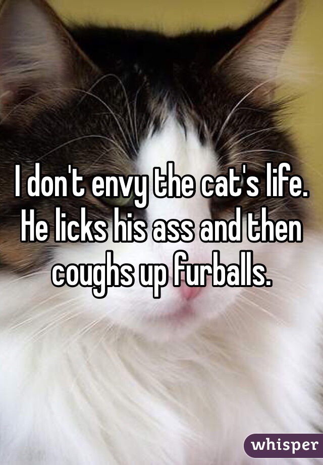 I don't envy the cat's life. He licks his ass and then coughs up furballs. 