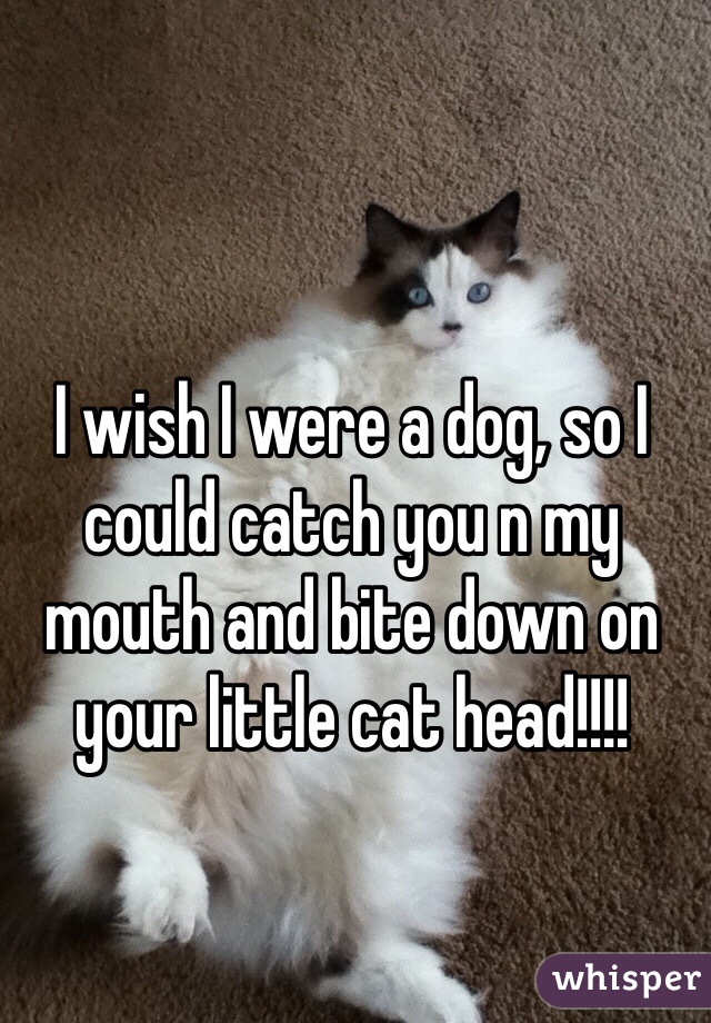 I wish I were a dog, so I could catch you n my mouth and bite down on your little cat head!!!! 