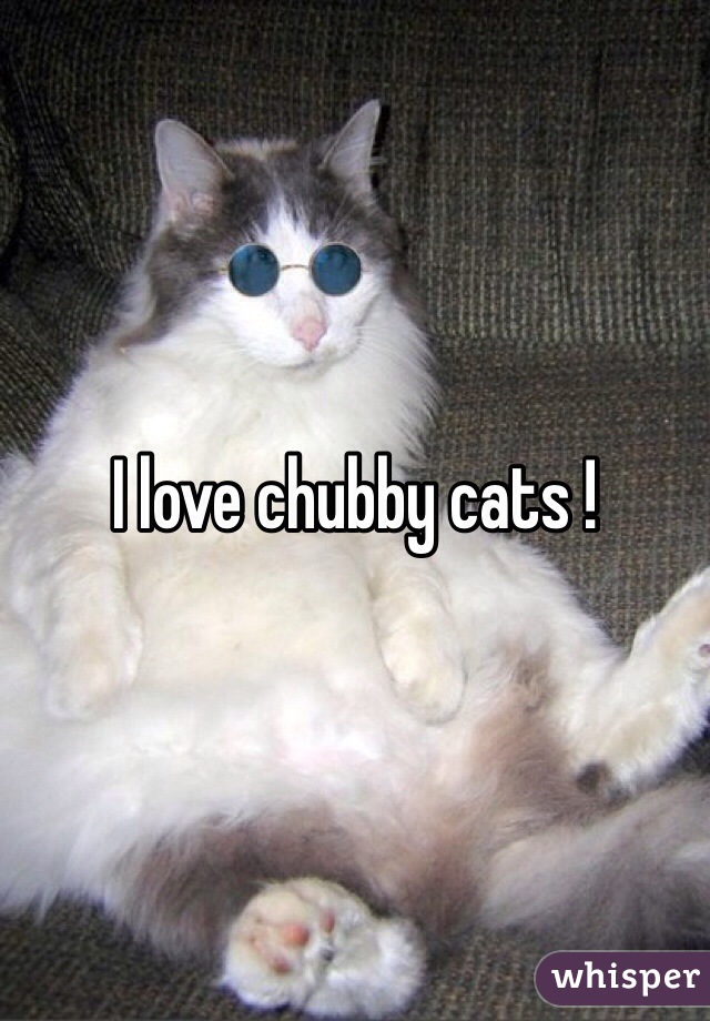 I love chubby cats ! 