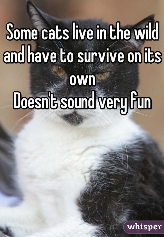 Some cats live in the wild and have to survive on its own
Doesn't sound very fun
