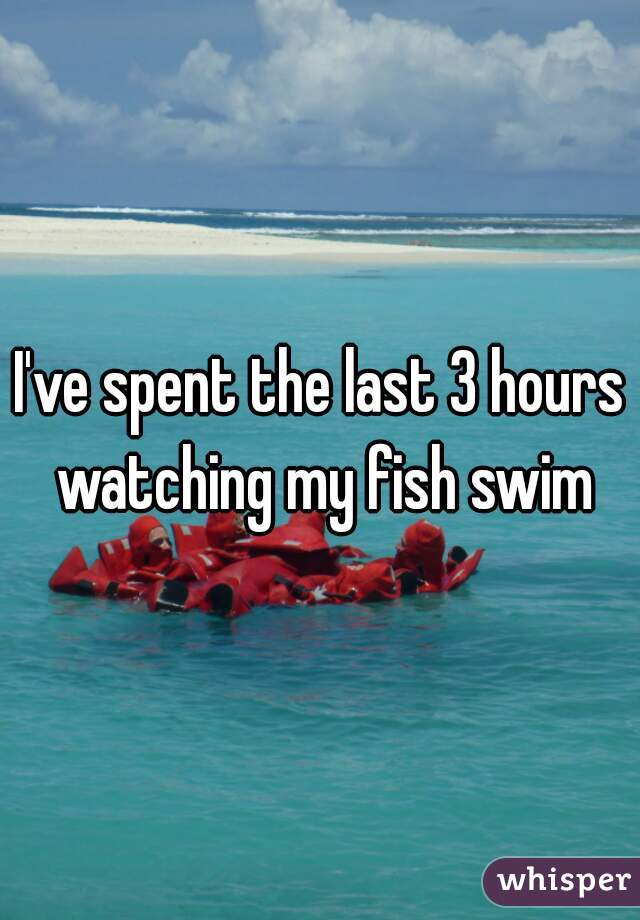I've spent the last 3 hours watching my fish swim