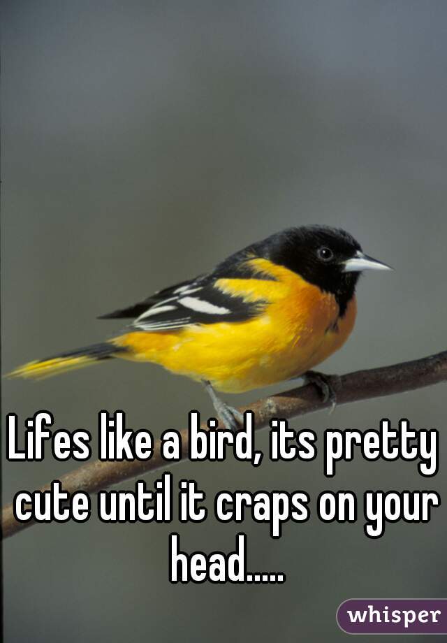 Lifes like a bird, its pretty cute until it craps on your head.....