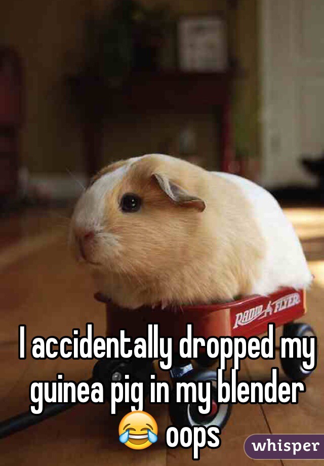 I accidentally dropped my guinea pig in my blender 😂 oops