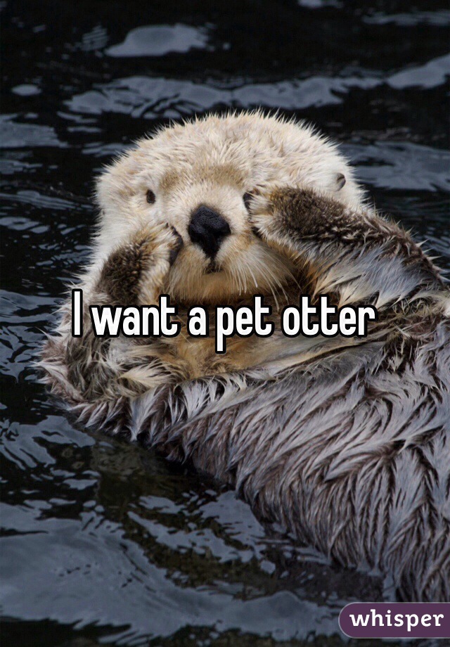 I want a pet otter
