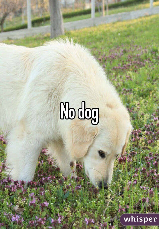No dog 
