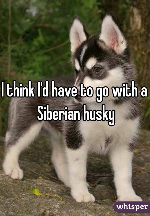 I think I'd have to go with a Siberian husky