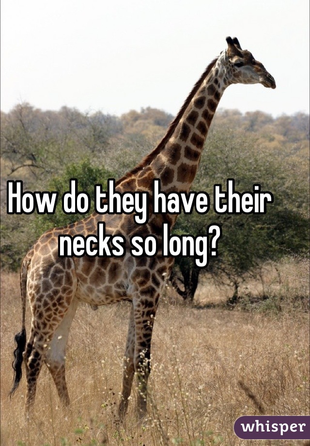 How do they have their necks so long?