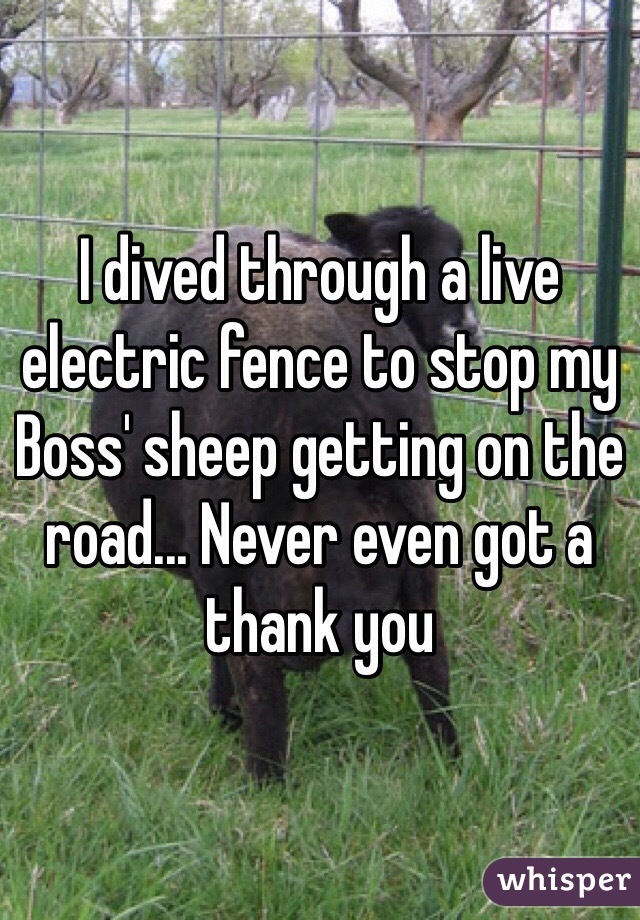 I dived through a live electric fence to stop my Boss' sheep getting on the road... Never even got a thank you 