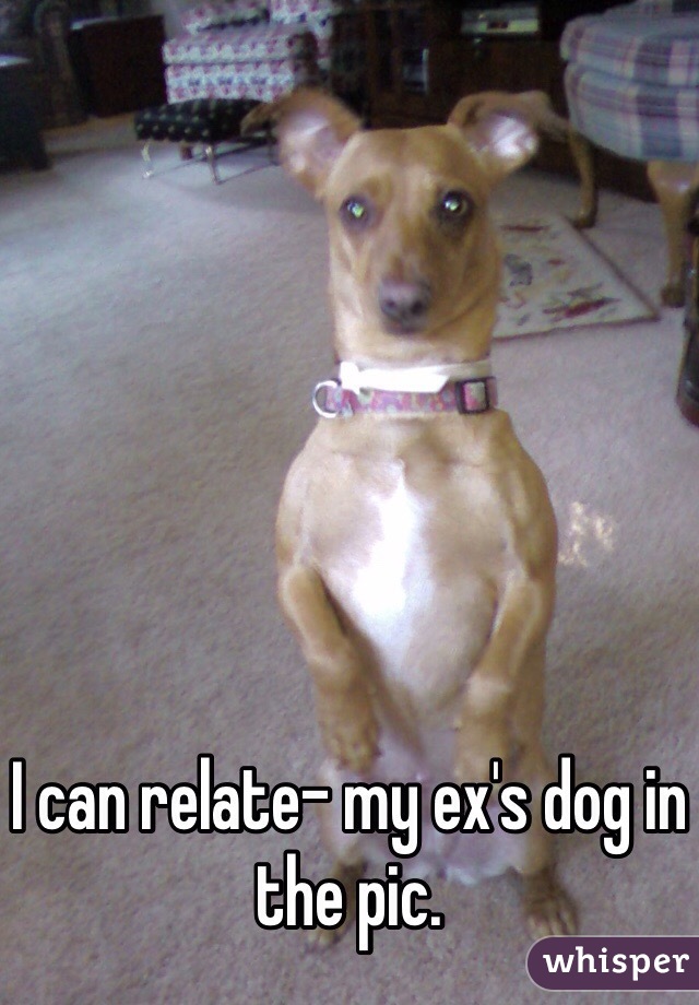 I can relate- my ex's dog in the pic.