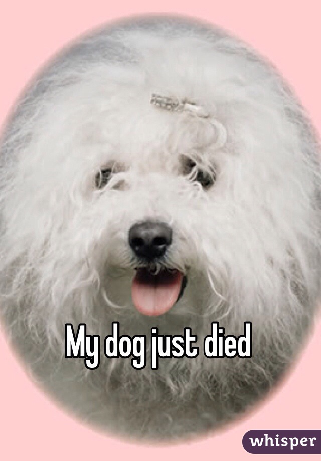 My dog just died