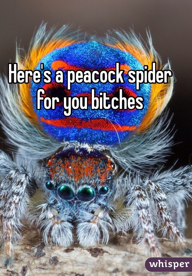 Here's a peacock spider for you bitches