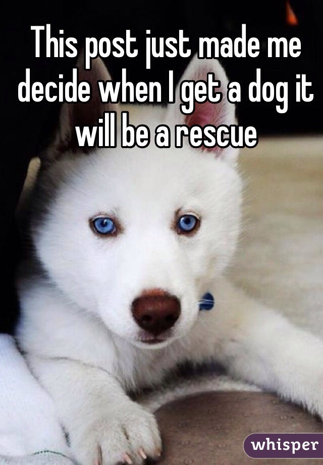 This post just made me decide when I get a dog it will be a rescue 