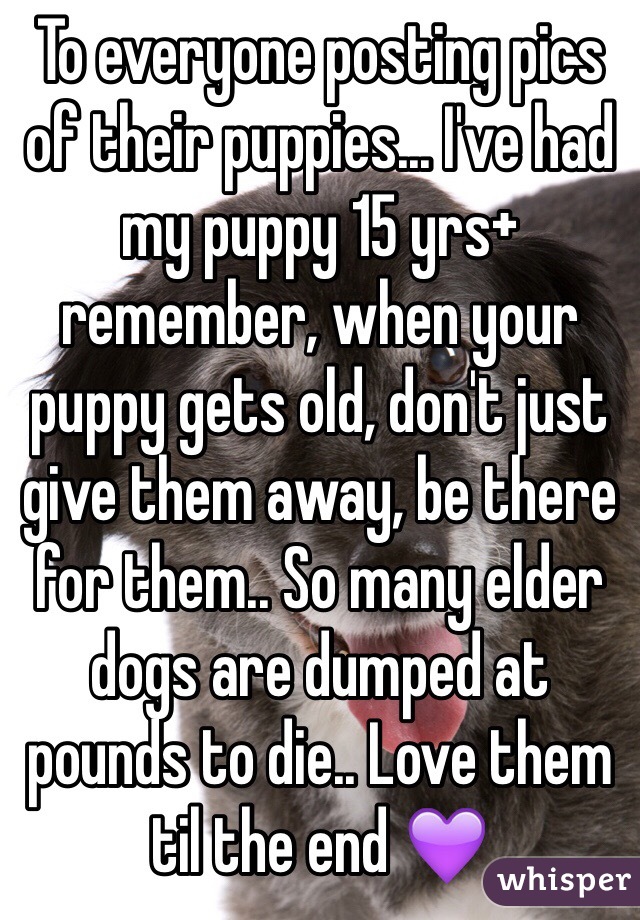 To everyone posting pics of their puppies... I've had my puppy 15 yrs+  remember, when your puppy gets old, don't just give them away, be there for them.. So many elder dogs are dumped at pounds to die.. Love them til the end 💜 