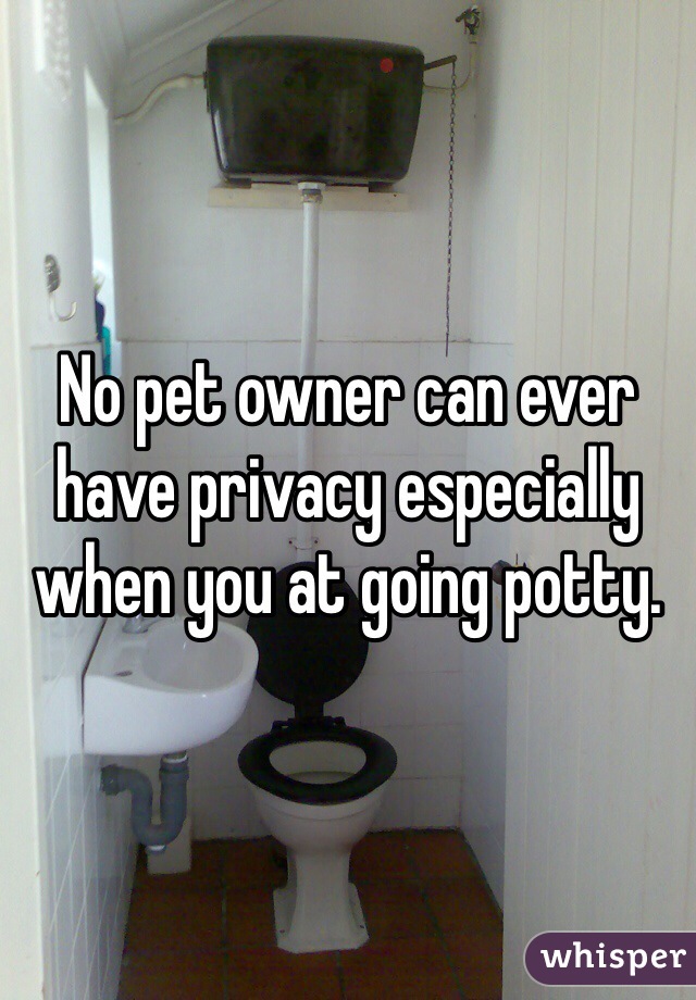 No pet owner can ever have privacy especially when you at going potty.