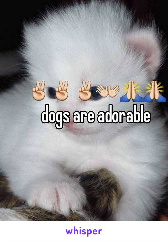 ✌️✌️✌️👐🙏🙏dogs are adorable
