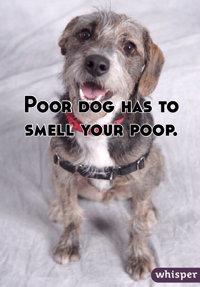 Poor dog has to smell your poop.  

