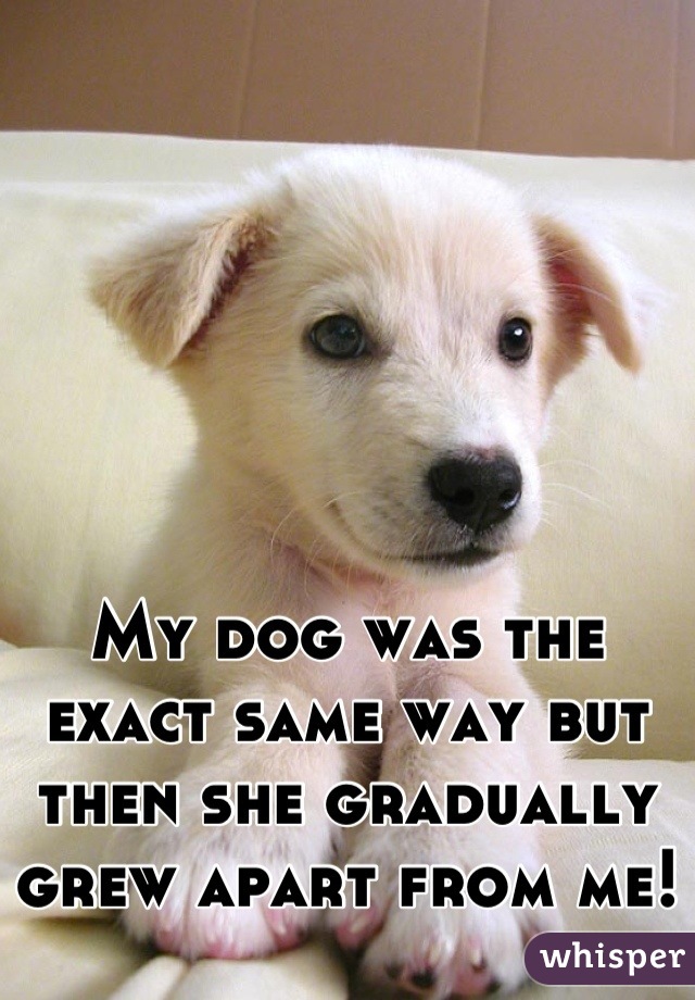My dog was the exact same way but then she gradually grew apart from me!