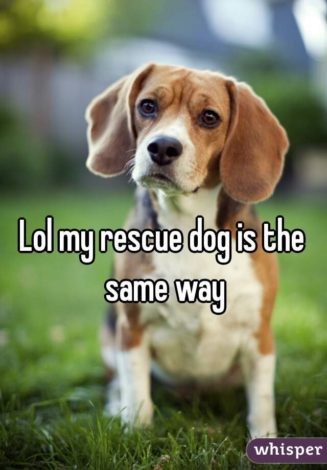 Lol my rescue dog is the same way