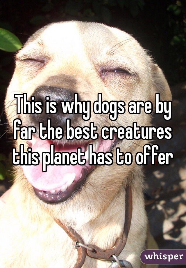 This is why dogs are by far the best creatures this planet has to offer 