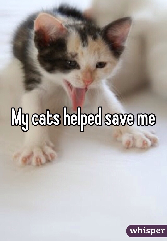 My cats helped save me