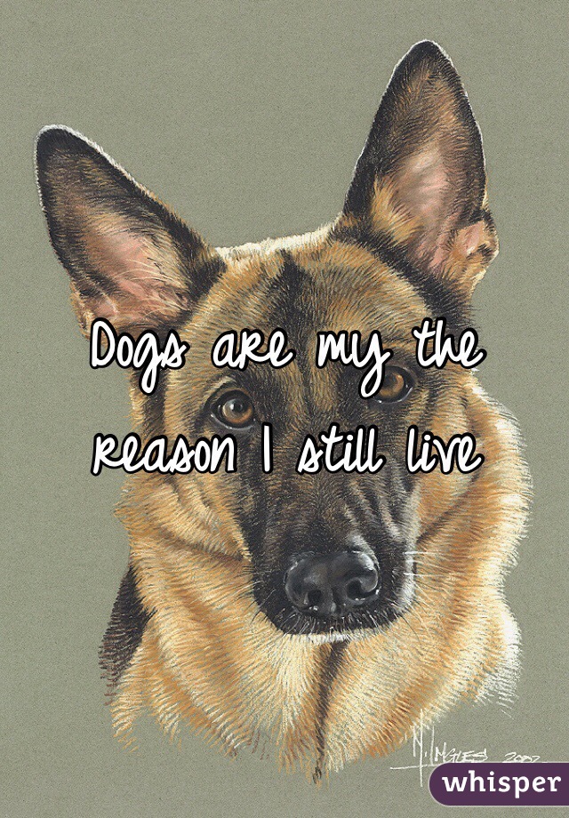 Dogs are my the reason I still live 