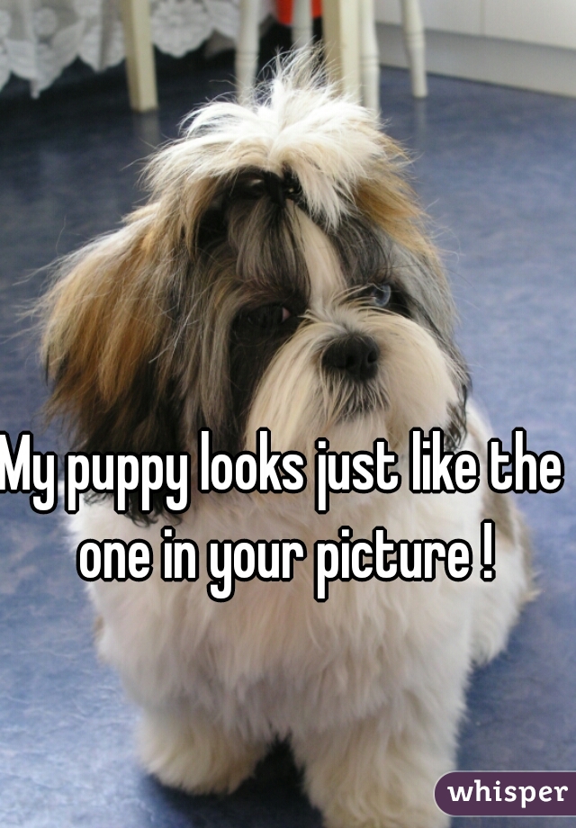 My puppy looks just like the one in your picture !
