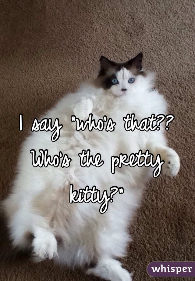 I say "who's that?? Who's the pretty kitty?"