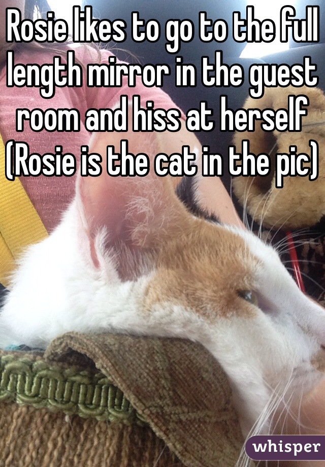 Rosie likes to go to the full length mirror in the guest room and hiss at herself (Rosie is the cat in the pic)
