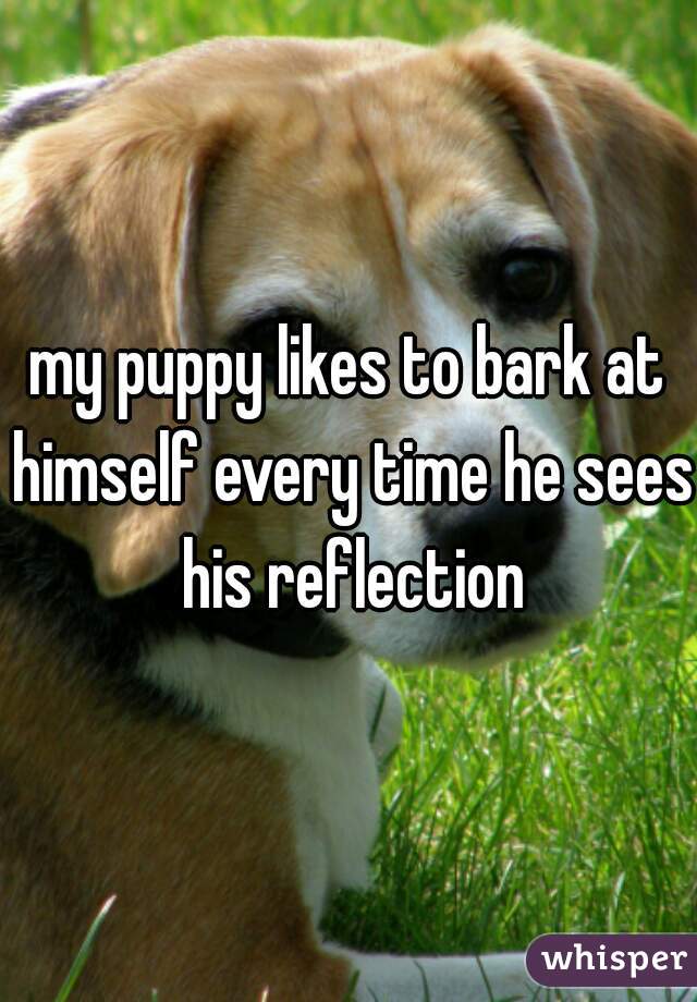 my puppy likes to bark at himself every time he sees his reflection