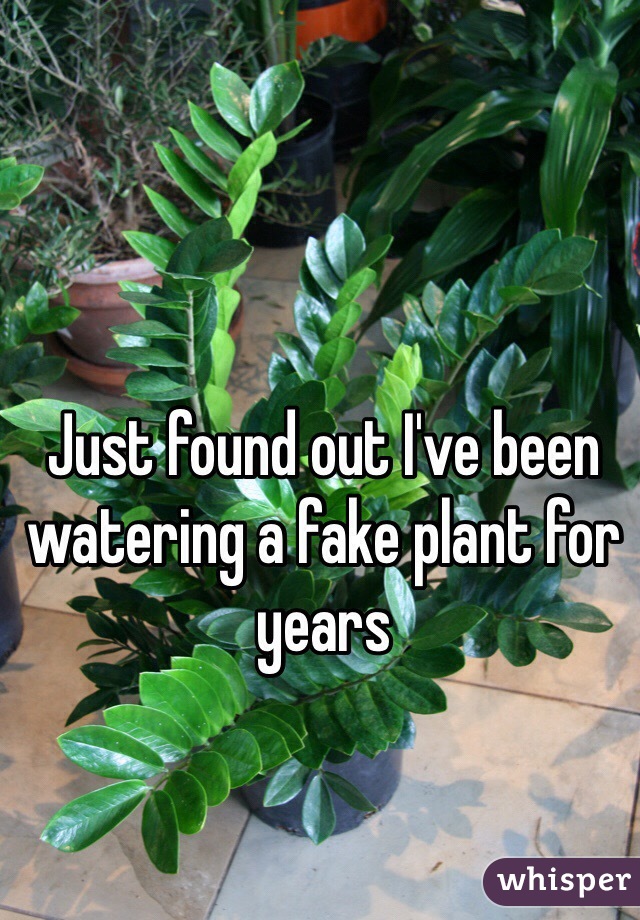 Just found out I've been watering a fake plant for years