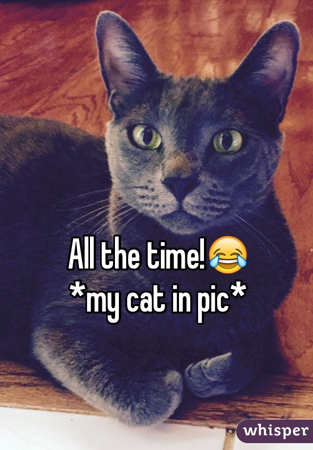 All the time!😂
*my cat in pic*