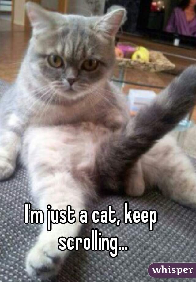 I'm just a cat, keep scrolling...