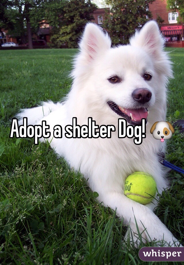 Adopt a shelter Dog! 🐶