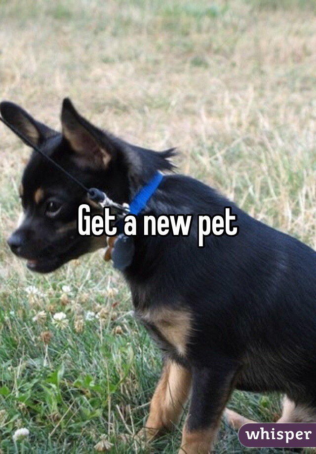 Get a new pet