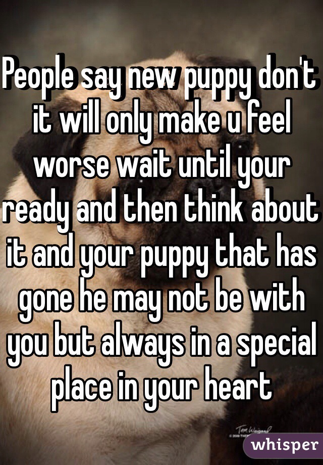 People say new puppy don't it will only make u feel worse wait until your ready and then think about it and your puppy that has gone he may not be with you but always in a special place in your heart