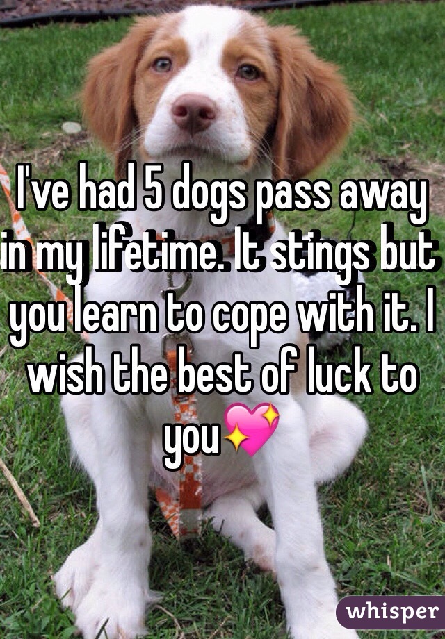 I've had 5 dogs pass away in my lifetime. It stings but you learn to cope with it. I wish the best of luck to you💖