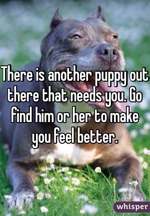 There is another puppy out there that needs you. Go find him or her to make you feel better. 
