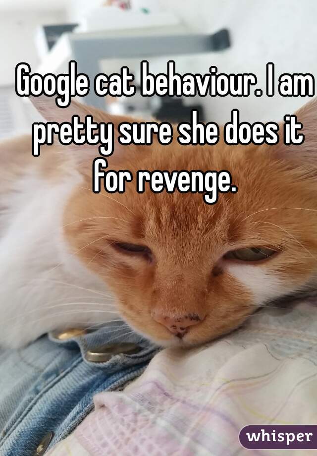 Google cat behaviour. I am pretty sure she does it for revenge. 