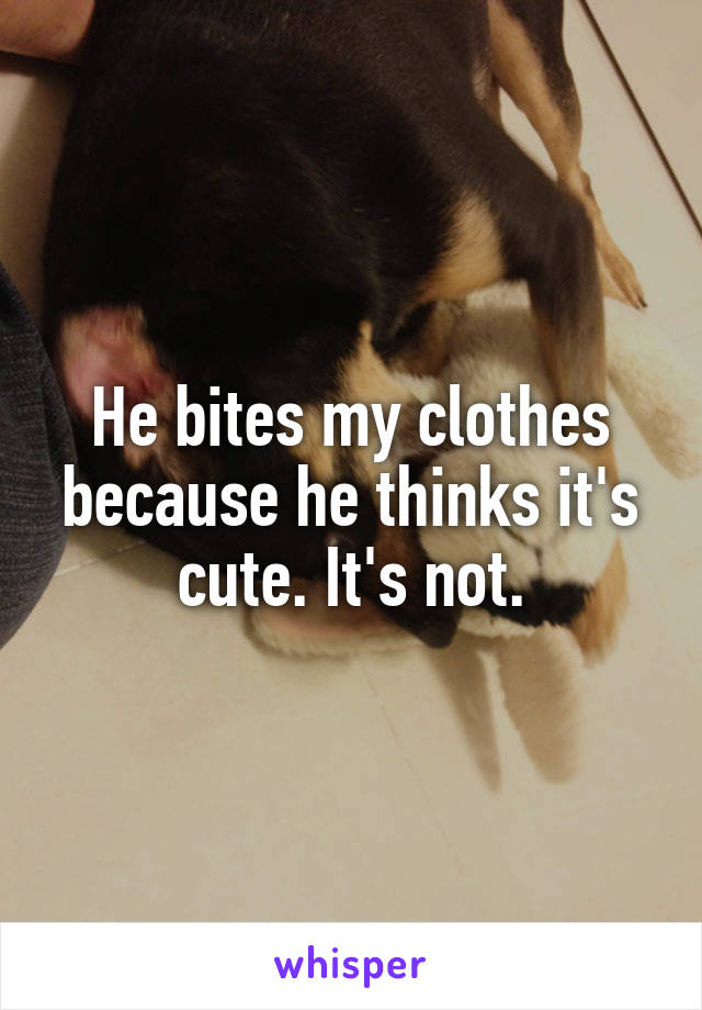 He bites my clothes because he thinks it's cute. It's not.