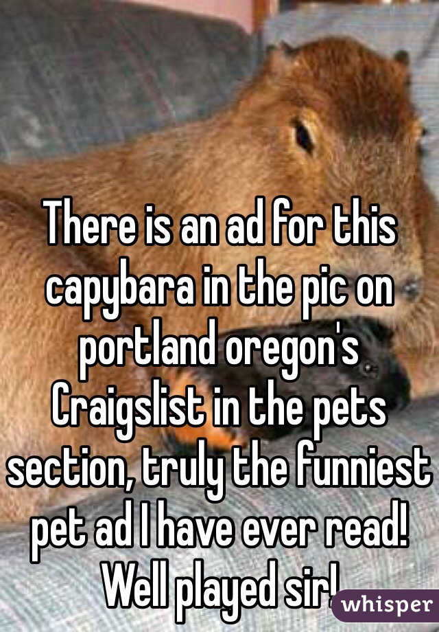 There is an ad for this capybara in the pic on portland oregon's Craigslist in the pets section, truly the funniest pet ad I have ever read! Well played sir!
