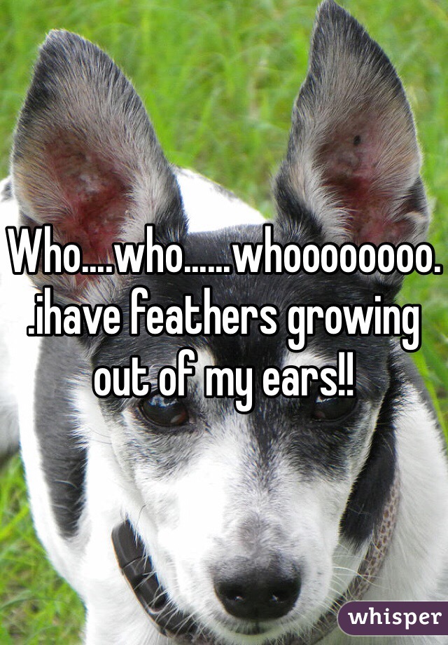 Who....who......whoooooooo..ihave feathers growing out of my ears!!