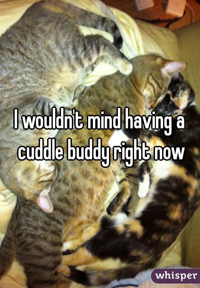 I wouldn't mind having a cuddle buddy right now