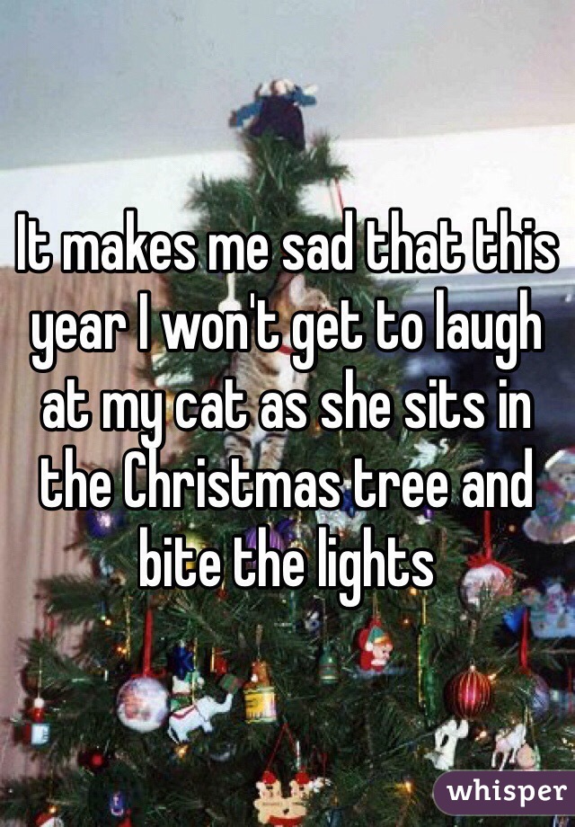 It makes me sad that this year I won't get to laugh at my cat as she sits in the Christmas tree and bite the lights 