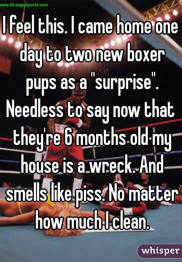 I feel this. I came home one day to two new boxer pups as a "surprise".
Needless to say now that they're 6 months old my house is a wreck. And smells like piss. No matter how much I clean.