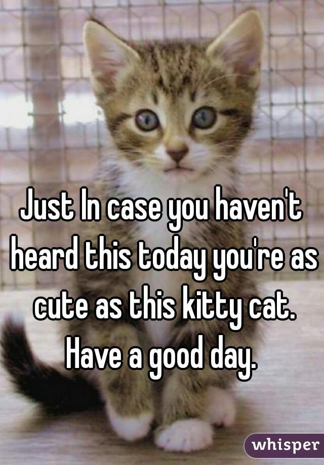 Just In case you haven't heard this today you're as cute as this kitty cat. Have a good day. 