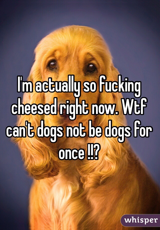 I'm actually so fucking cheesed right now. Wtf can't dogs not be dogs for once !!?